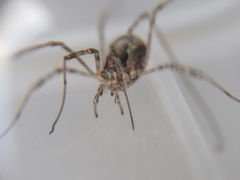 Dasylobus graniferus