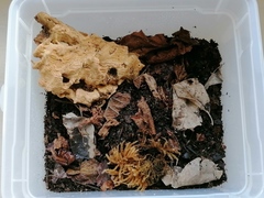 Dasylobus graniferus