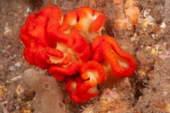 Sycozoa cerebriformis