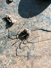 Dasylobus graniferus