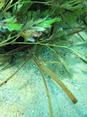 Stigmatopora narinosa