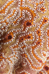 Botrylloides leachii