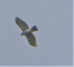 Accipiter virgatus