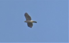 Accipiter virgatus