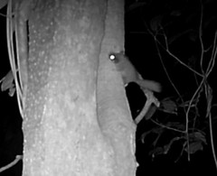 Graphiurus lorraineus