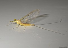 Stenacron interpunctatum interpunctatum