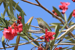 Zosterops abyssinicus