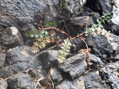 Gingidia decipiens