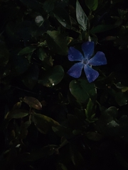 Vinca major