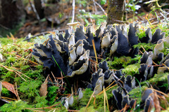 Peltigera
