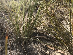 Lomandra leucocephala