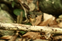 Cyornis