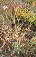 Adromischus caryophyllaceus