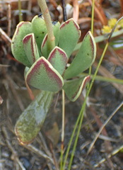 Adromischus caryophyllaceus