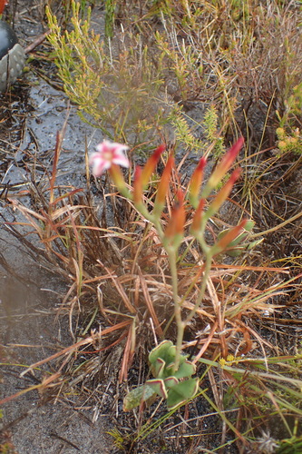 Adromischus caryophyllaceus