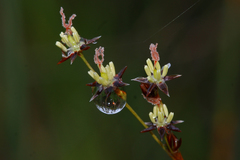 Juncus balticus littoralis