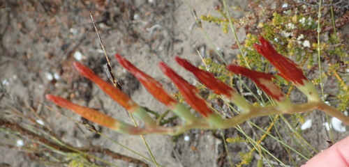 Adromischus caryophyllaceus