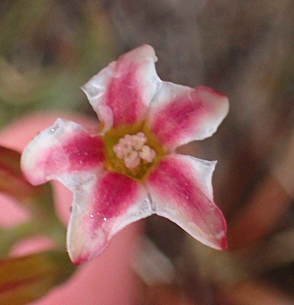 Adromischus caryophyllaceus, Puntjie, South Cape DC, South Africa