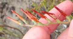 Adromischus caryophyllaceus