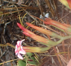 Adromischus caryophyllaceus