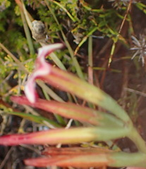 Adromischus caryophyllaceus