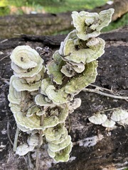 Fungi