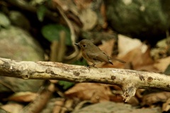 Cyornis