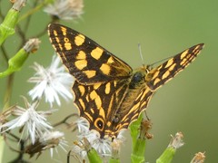 Oreixenica kershawi