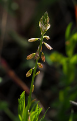 Polygala monspeliaca