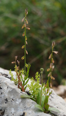 Polygala monspeliaca