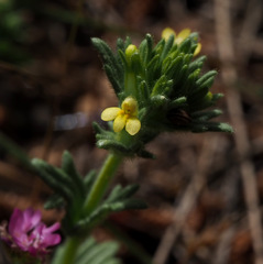 Parentucellia flaviflora