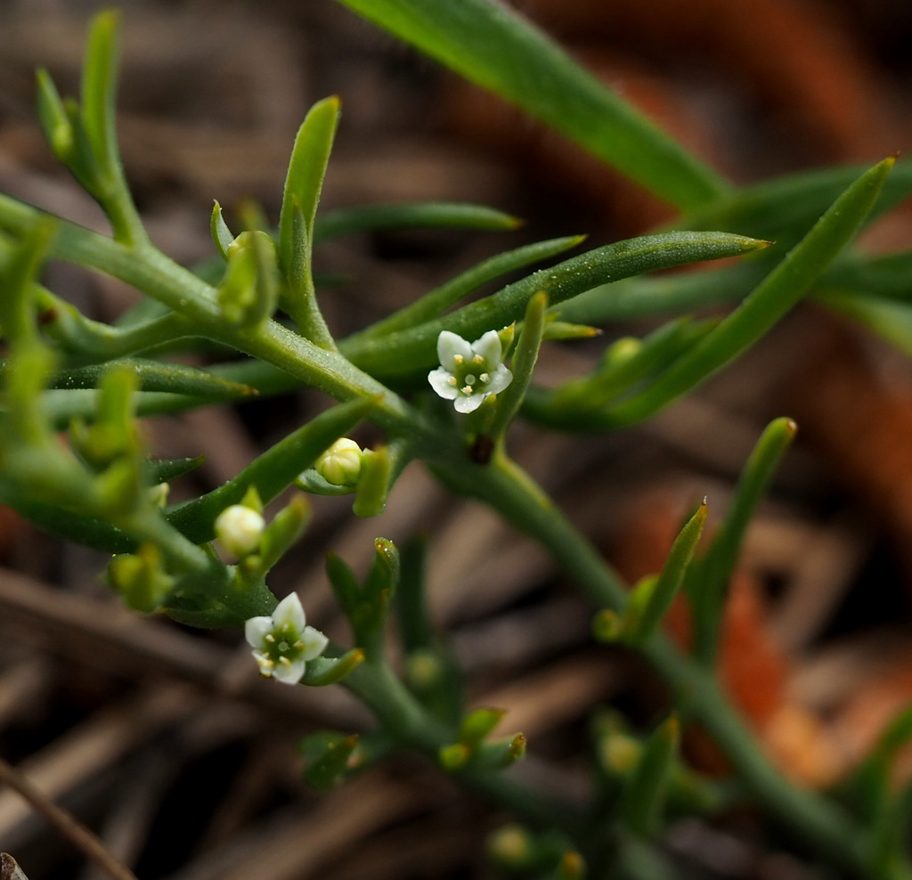 Berger's Bastard Toadflax