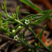 Berger's Bastard Toadflax - Photo (c) Ron Frumkin, some rights reserved (CC BY-NC), uploaded by Ron Frumkin