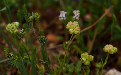 Valerianella vesicaria