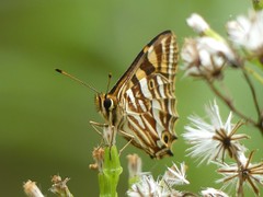 Oreixenica kershawi
