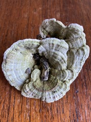 Fungi