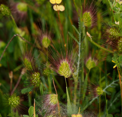 Cynosurus coloratus