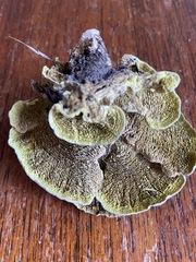Fungi