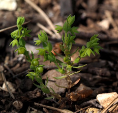Lysimachia linum-stellatum
