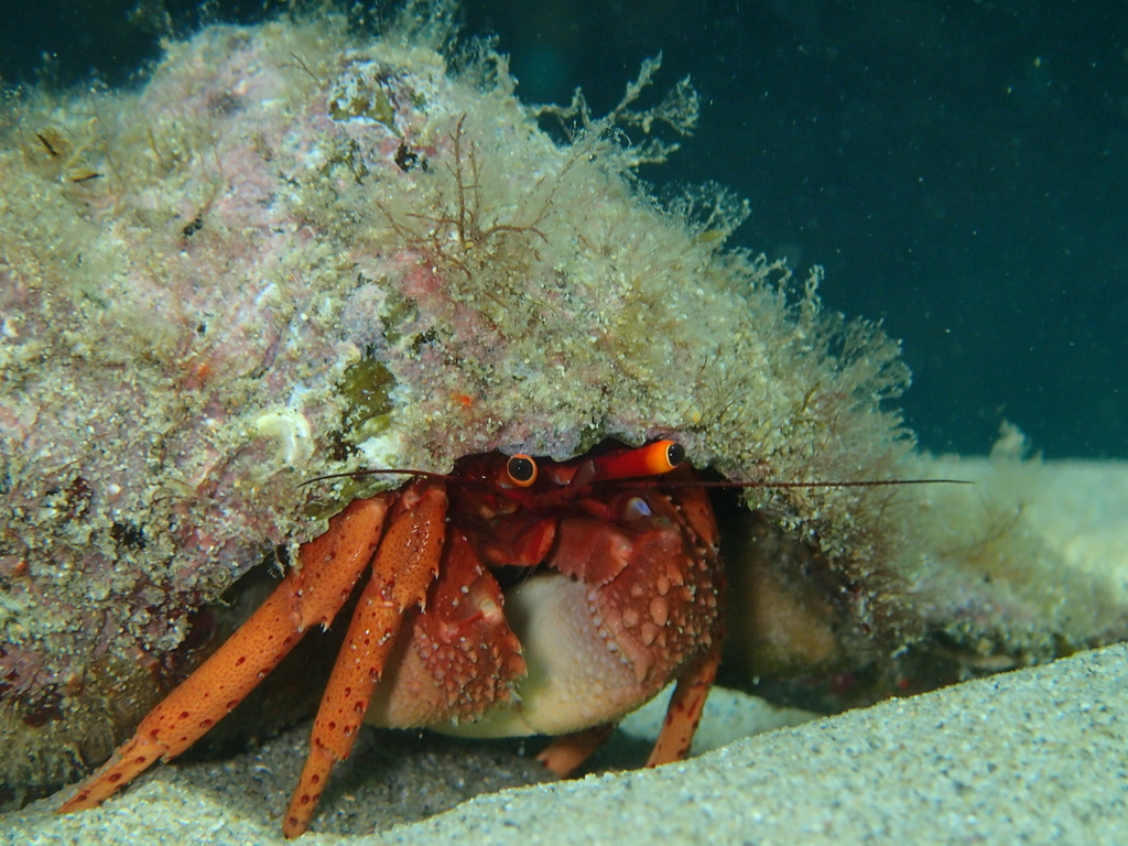 common hermit crab