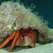 Common Hermit Crab - Photo (c) Nick Shaw, some rights reserved (CC BY-NC), uploaded by Nick Shaw
