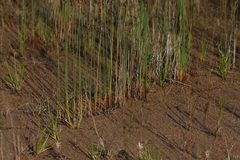 Juncus balticus littoralis