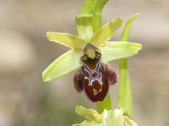 Ophrys sphegodes massiliensis