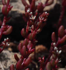 Sedum microcarpum