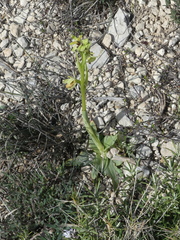 Ophrys sphegodes massiliensis