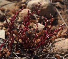 Sedum microcarpum