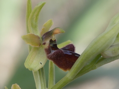 Ophrys sphegodes massiliensis