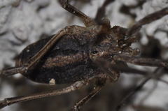 Odiellus troguloides