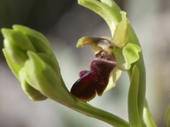 Ophrys sphegodes massiliensis