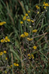 Helichrysum cooperi